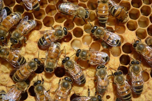 Honey Bee Facts