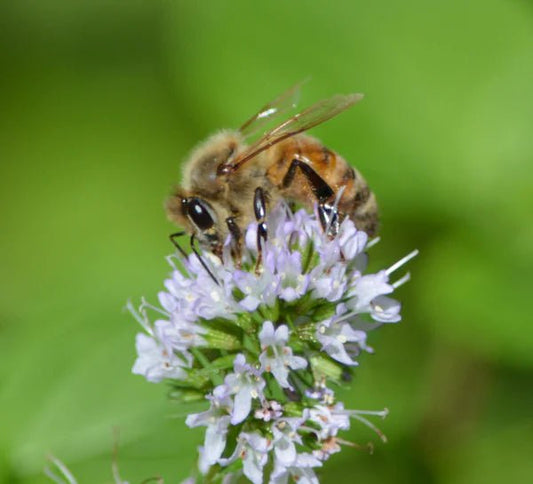 How Honey is Made